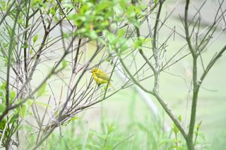 Wildlife photograph samples taken with the Nikon Z50 II