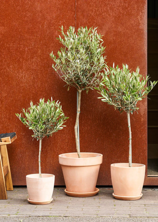 A set of three olive trees in a backyard in terracotta pots