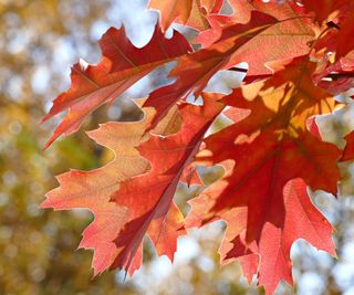 Northern red oak tree with red foliage on a sunny day