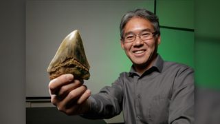 Study co-researcher Kenshu Shimada, a paleobiologist at DePaul University in Chicago, holds a tooth of the extinct shark Otodus megalodon.