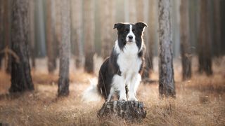 Border Collie stood on tree stump in forest
