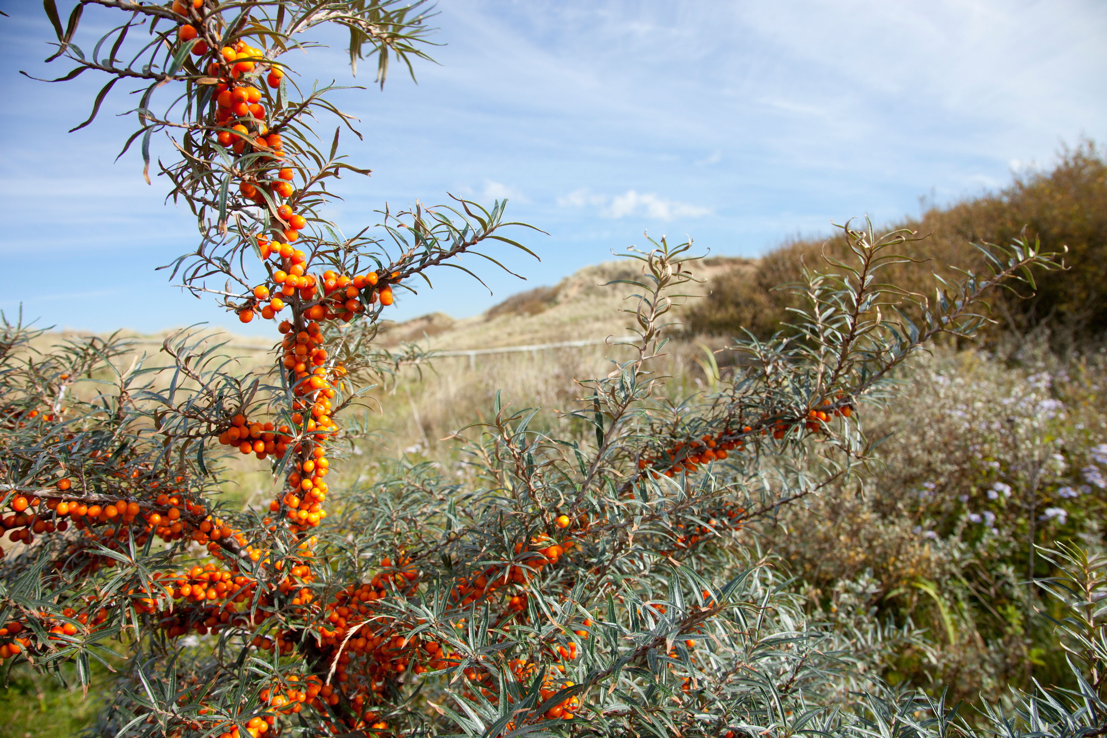 Sea buckthorn berries near the (you guessed it) sea