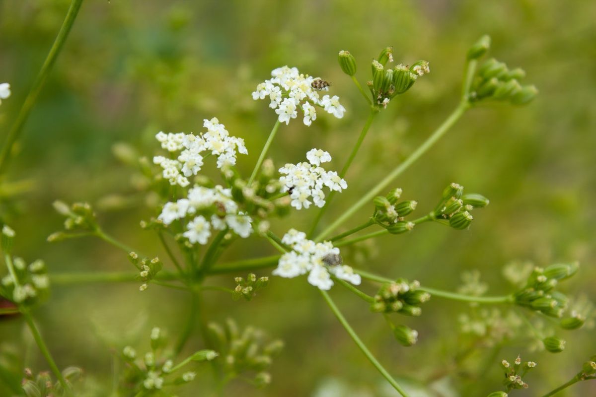 Caraway - Mostly Green