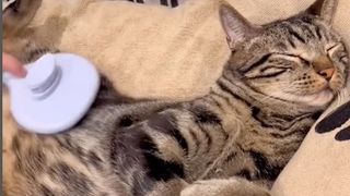 A grey tabby cat being massaged with a massage gun
