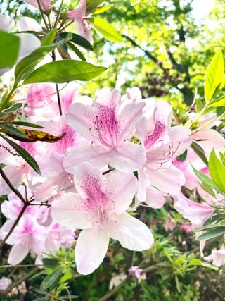 Azalea George Tabor pink blooms