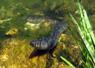 European eels migrate thousands of miles from European freshwaters to the Sargasso Sea, developing along the way from larvae to adults.
