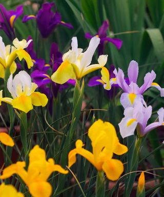 Dutch irises – Bronze Perfection, King Mauve, Symphony and Blue Pearl