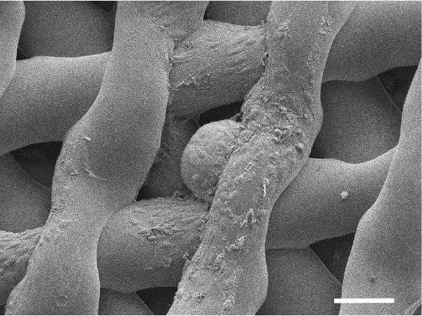 This microscopic image shows mouse egg cells within the biosynthetic ovary.