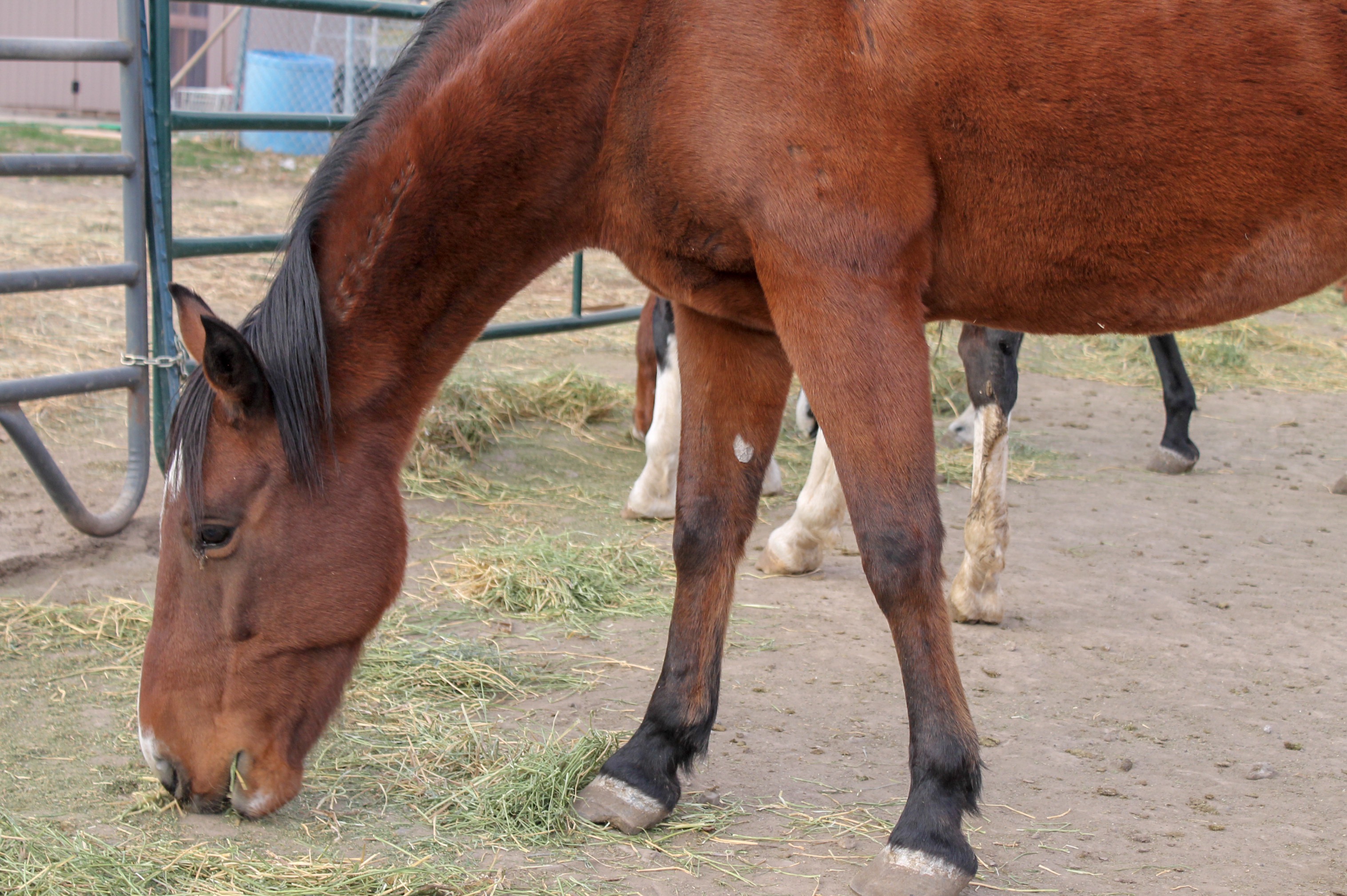 Bay quarter horse eating alfalfa.
