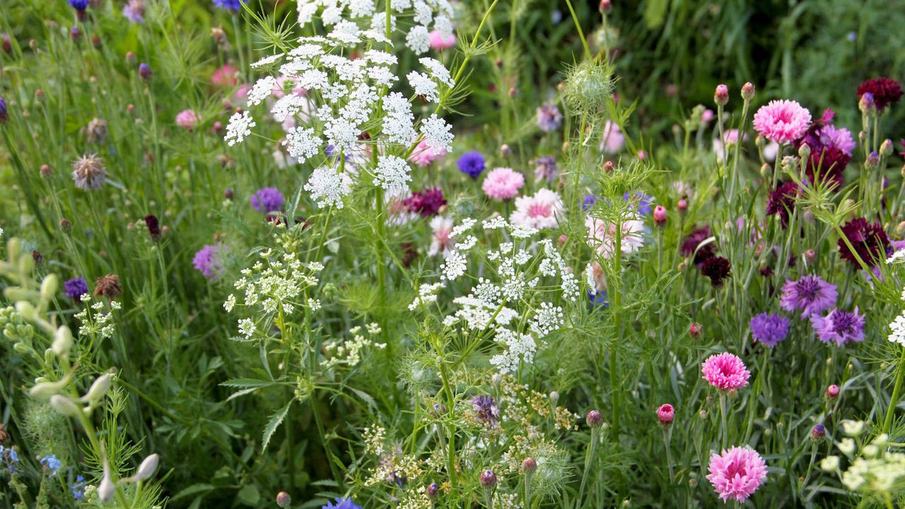 A flower bed featuring Queen Anne&#039;s Lace, Nigella, and Larkspur.