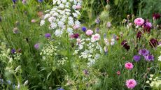 A flower bed featuring Queen Anne's Lace, Nigella, and Larkspur.