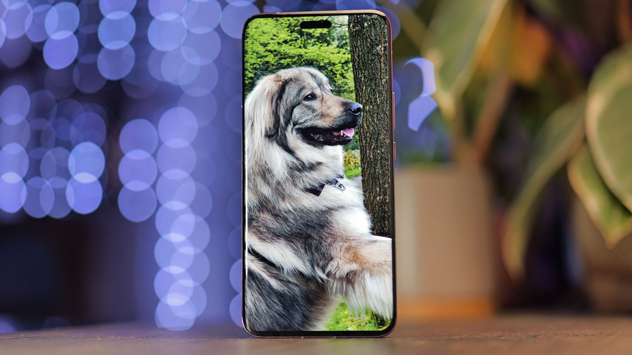 Honor Magic 6 RSR Porsche Design on a table in front of blurred blue lights with a picture of a dog on the phone's screen