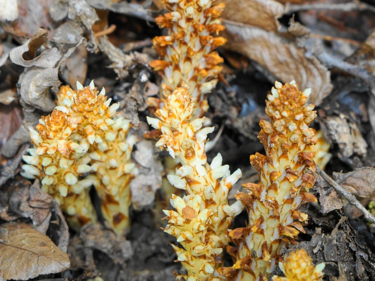 Pinecone-Like Bear Cone Plants