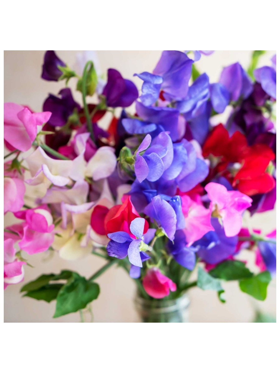 sweet pea flowers