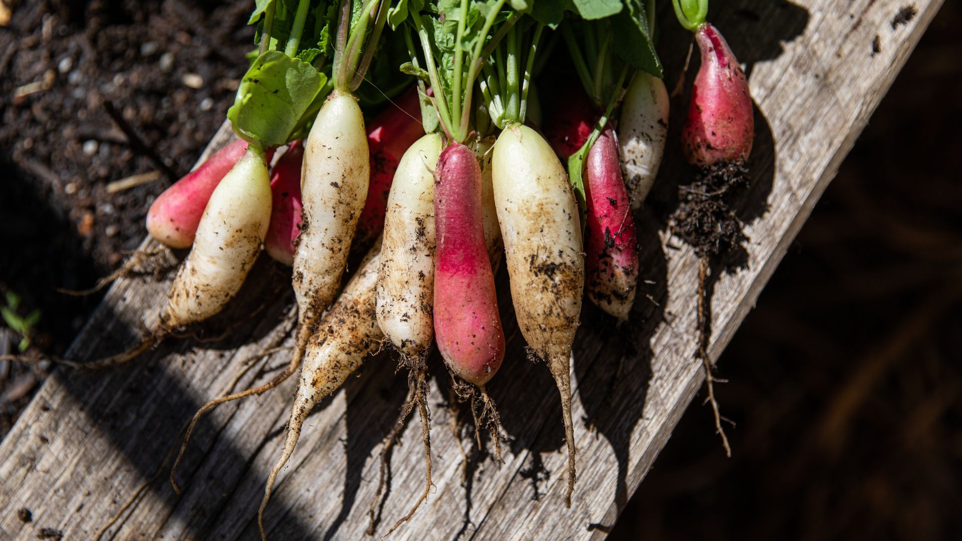 picture of radish bunch grown in garden