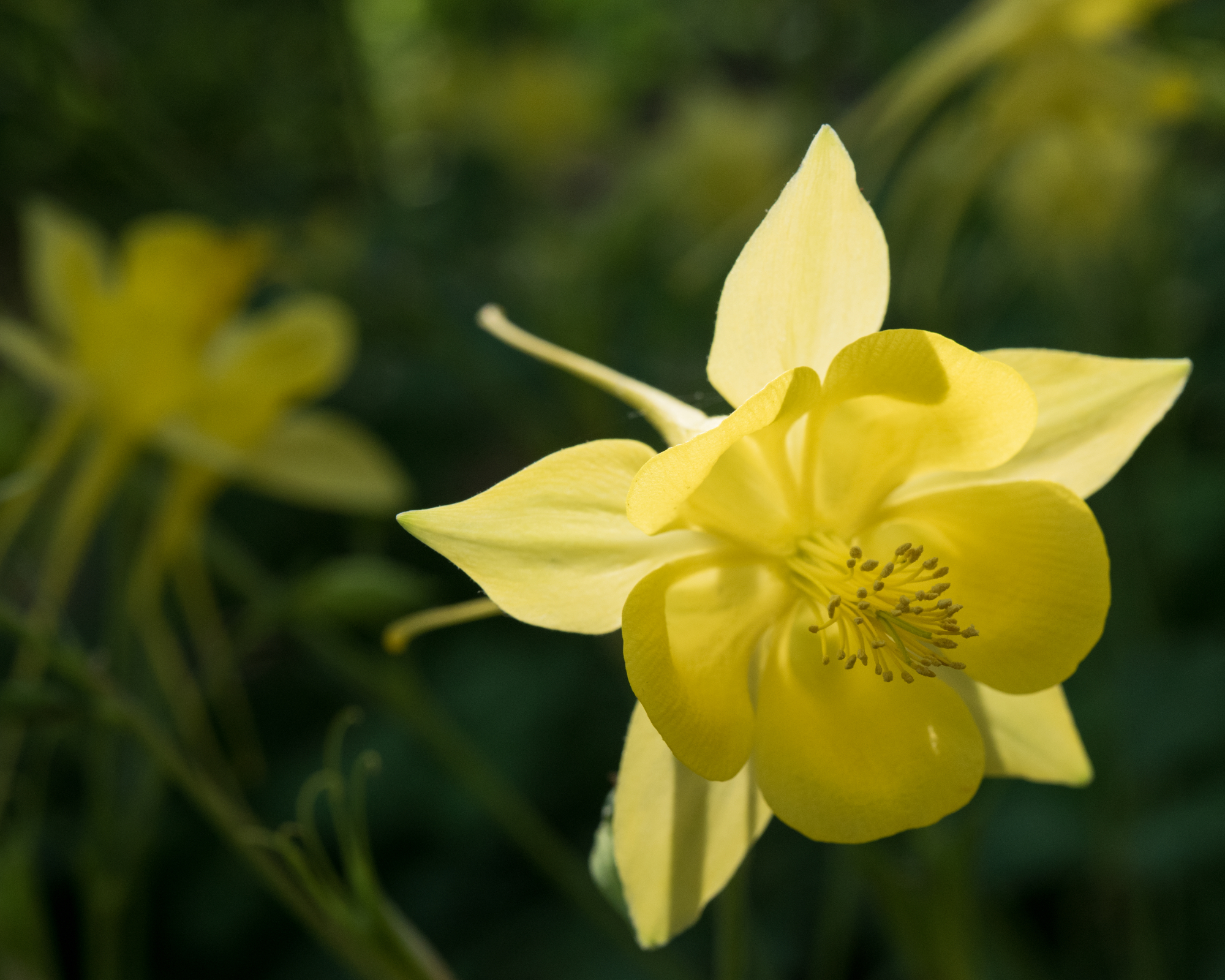 yellow aquilegia colombine spring in garden