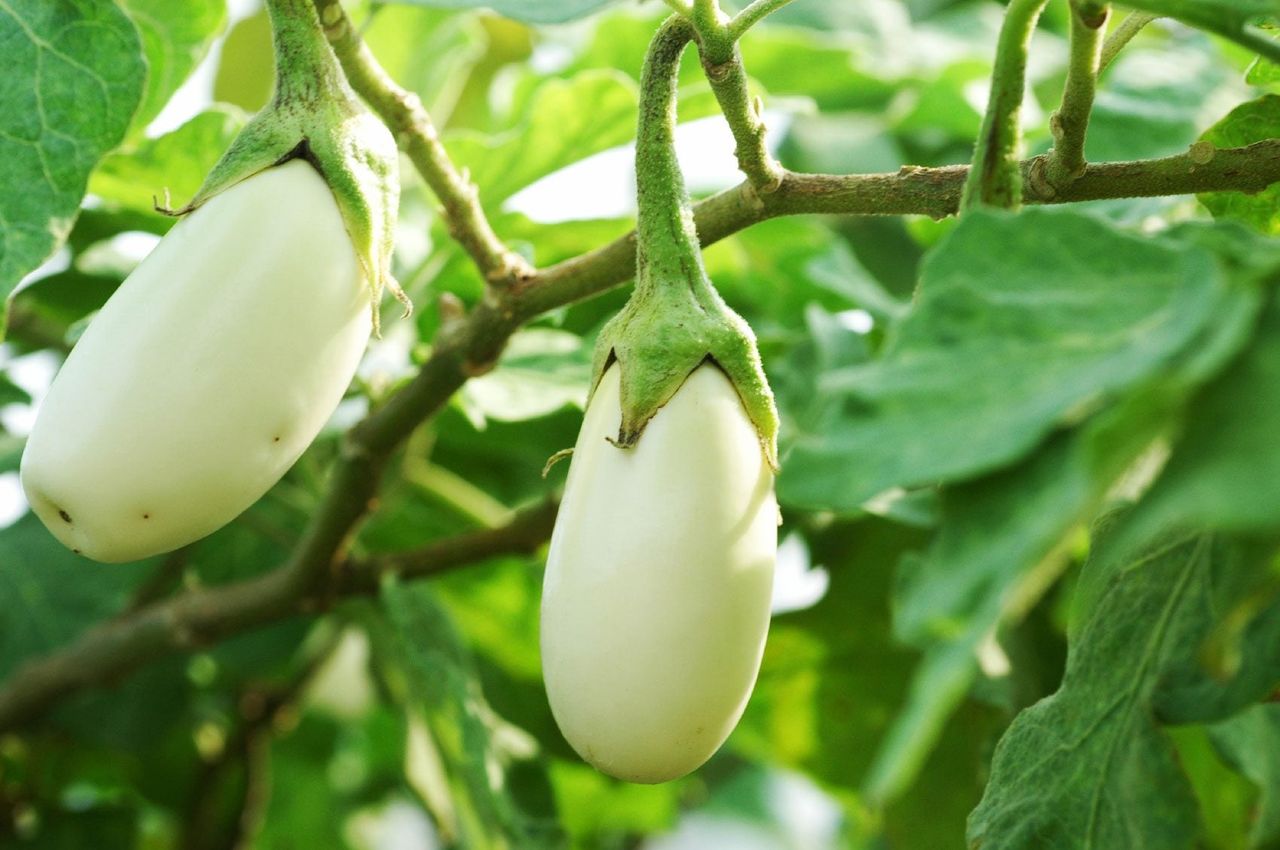 White Colored Eggplants