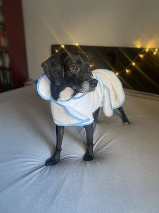dog wearing bathrobe