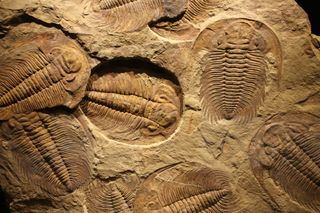 fossils of trilobites