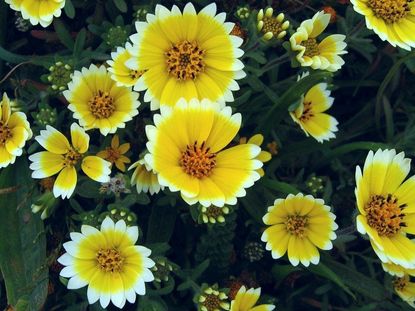 Yellow-White Tidy Tips Flowers