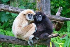 animal love stories, life long mates