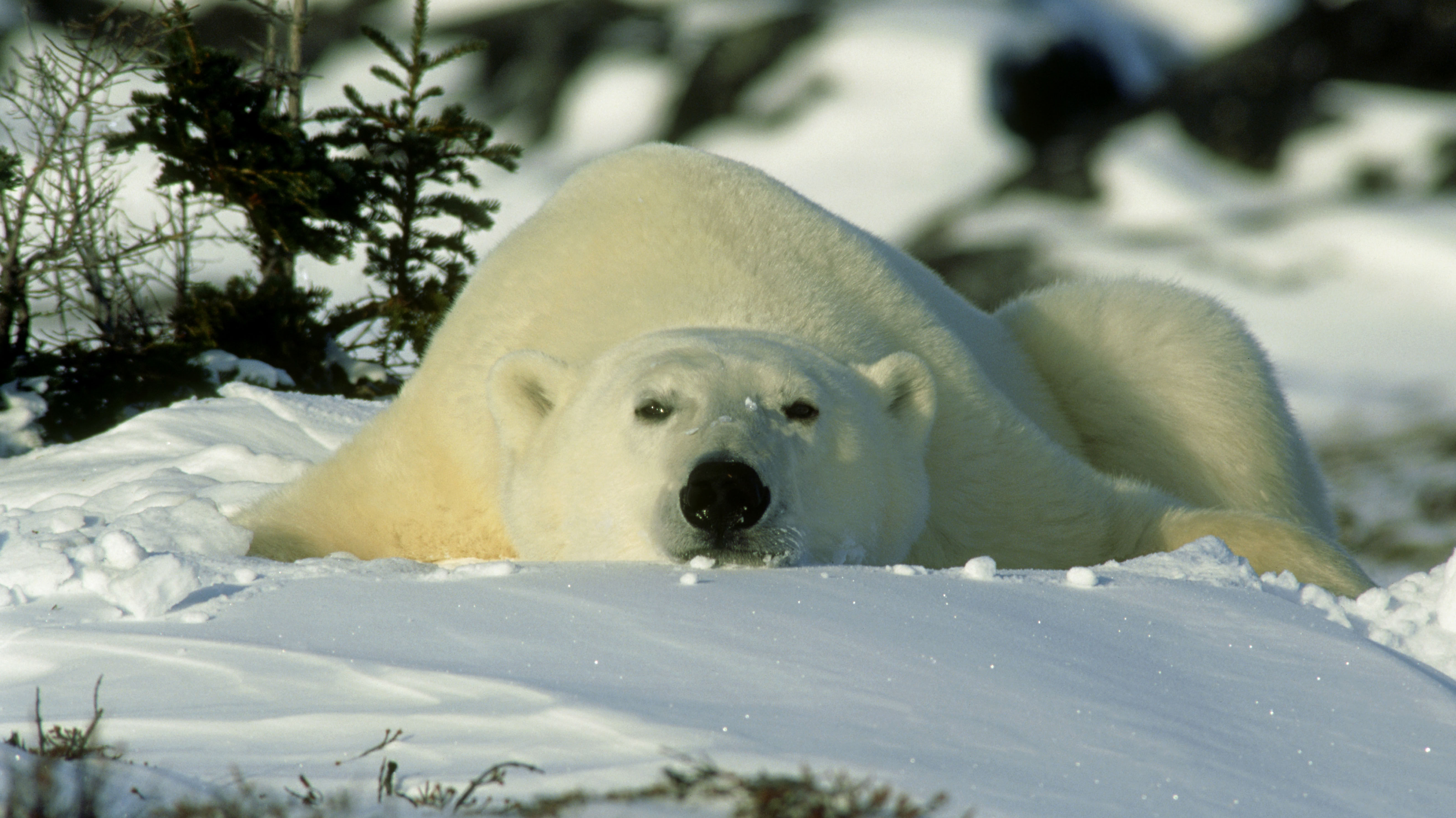 A resting polar bear looks at the camera