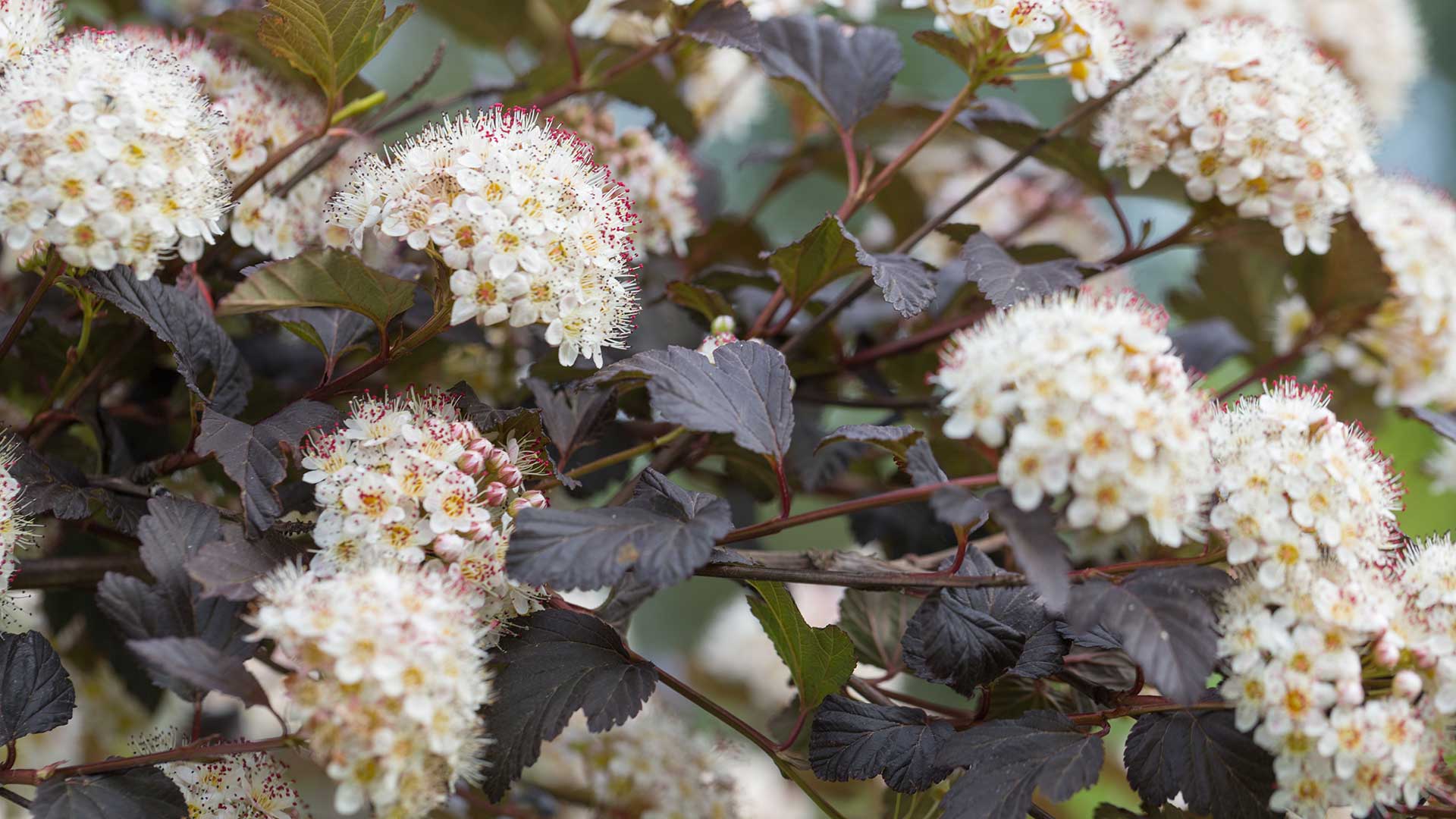 Physocarpus opulifolius in flower