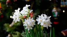 Paperwhites for Christmas
