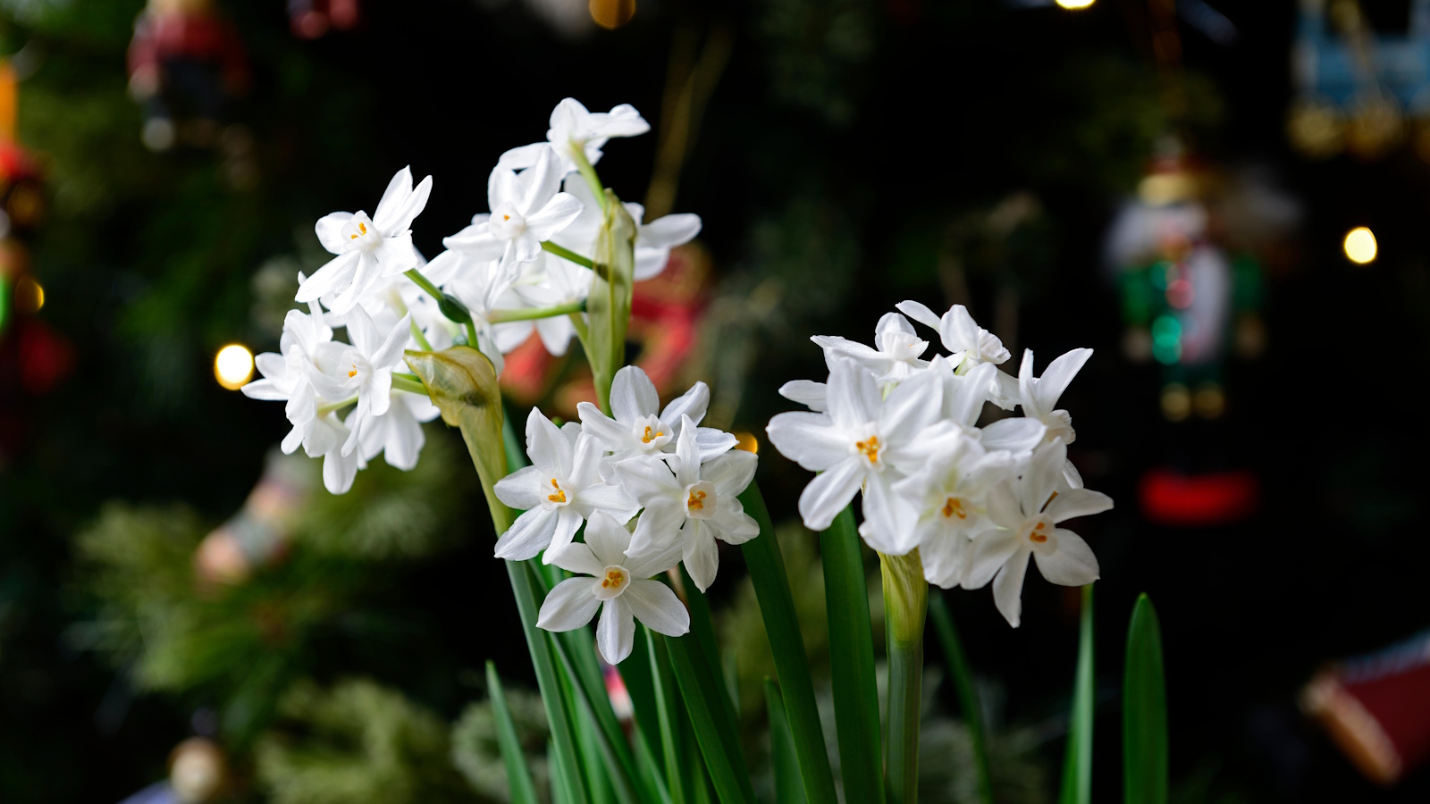 Paperwhites for Christmas