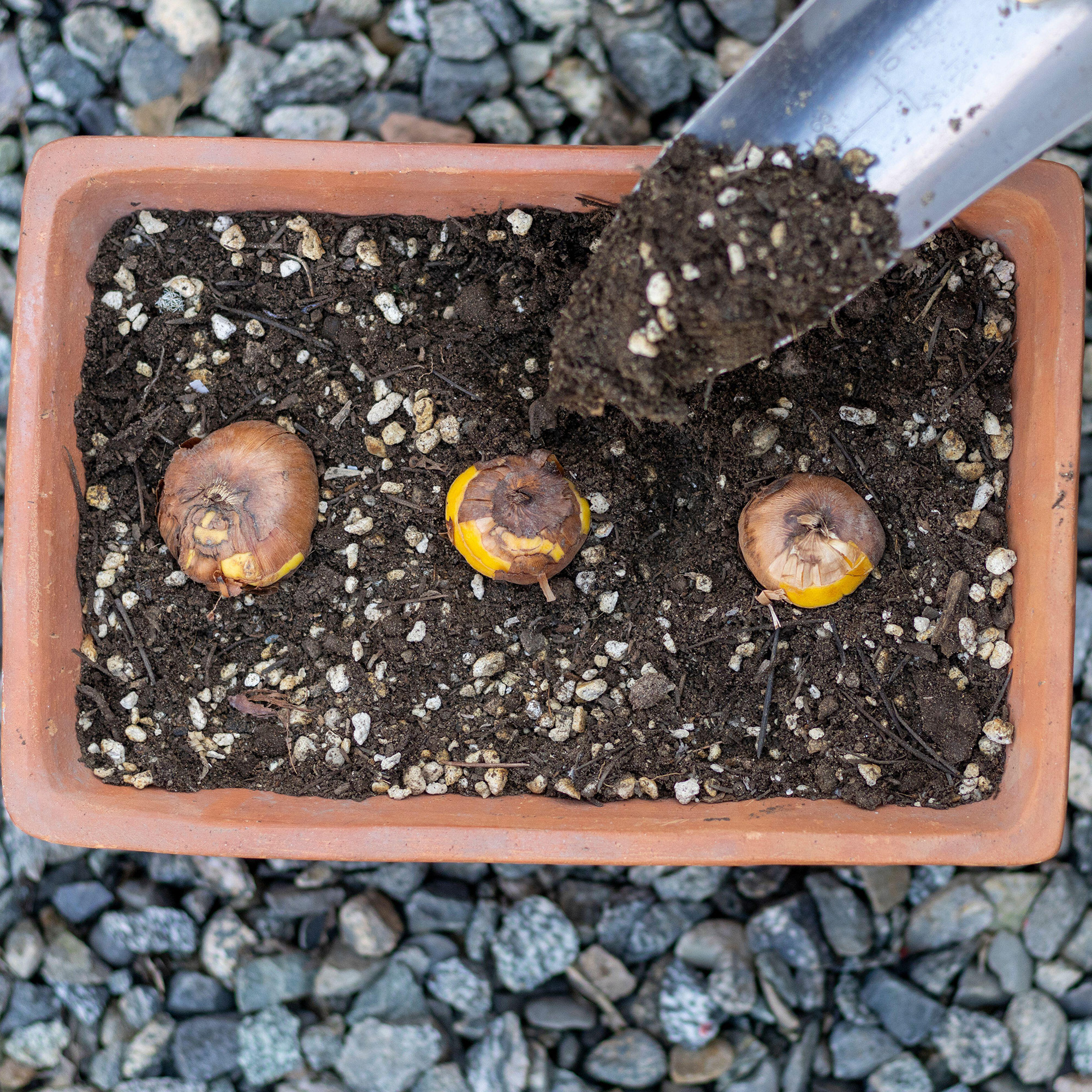 Planting mixed coloured gladiolus bulbs in a pot