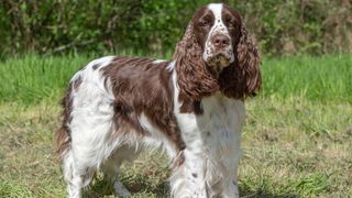 Springer spaniel show type