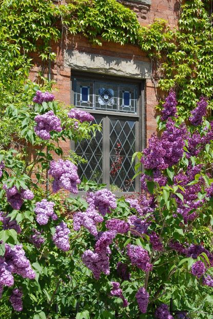Tall Lilac Plants Infront Of A Building