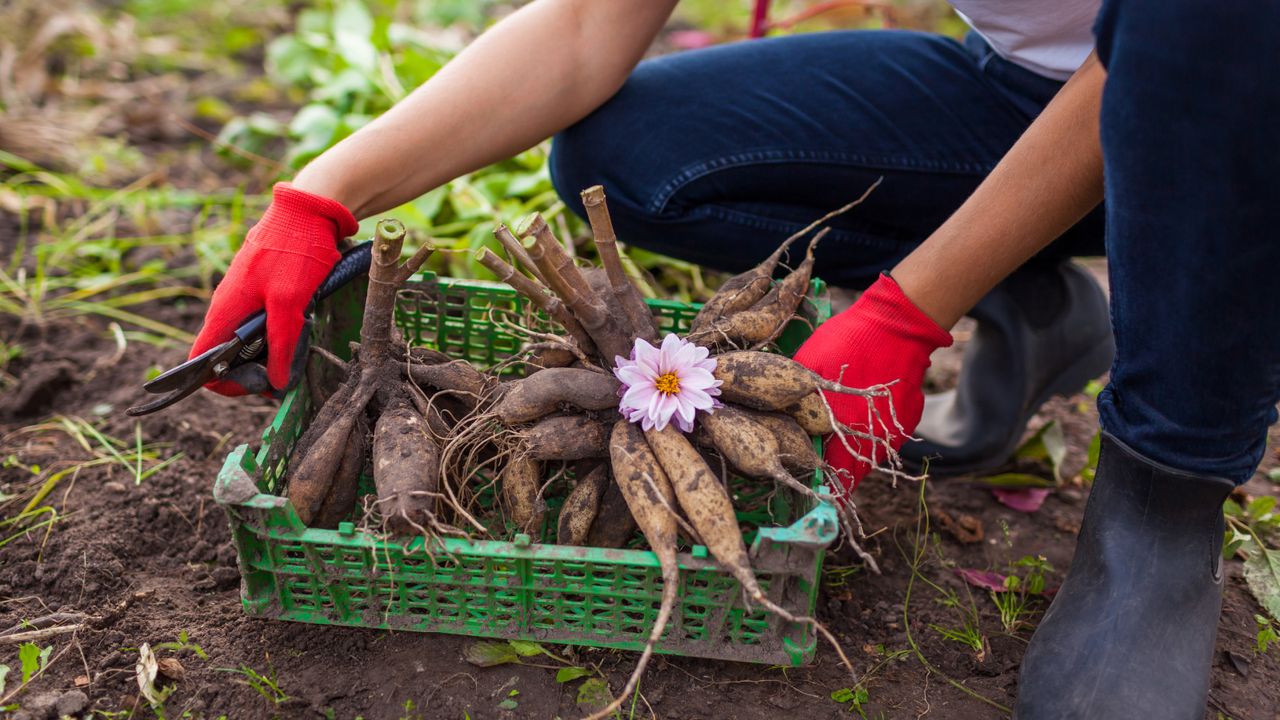 Woman storing dahlia bulbs from the garden