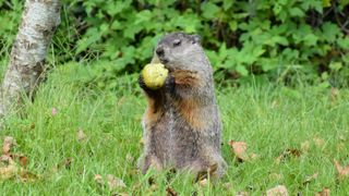 A groundhog eating a fallen fruit