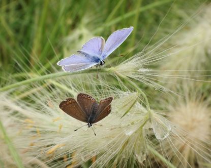 Butterflies on ornamental grass