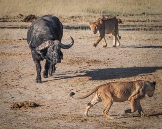 Lions encircle a cape buffalo (Olympus E-M1X, M.Zuiko 300mm + MC-14, 1/1250 sec, f/5.6, ISO200)