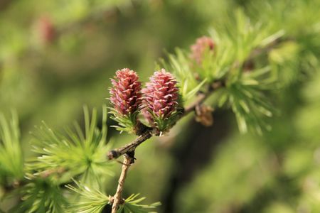 Larch Tree Branch