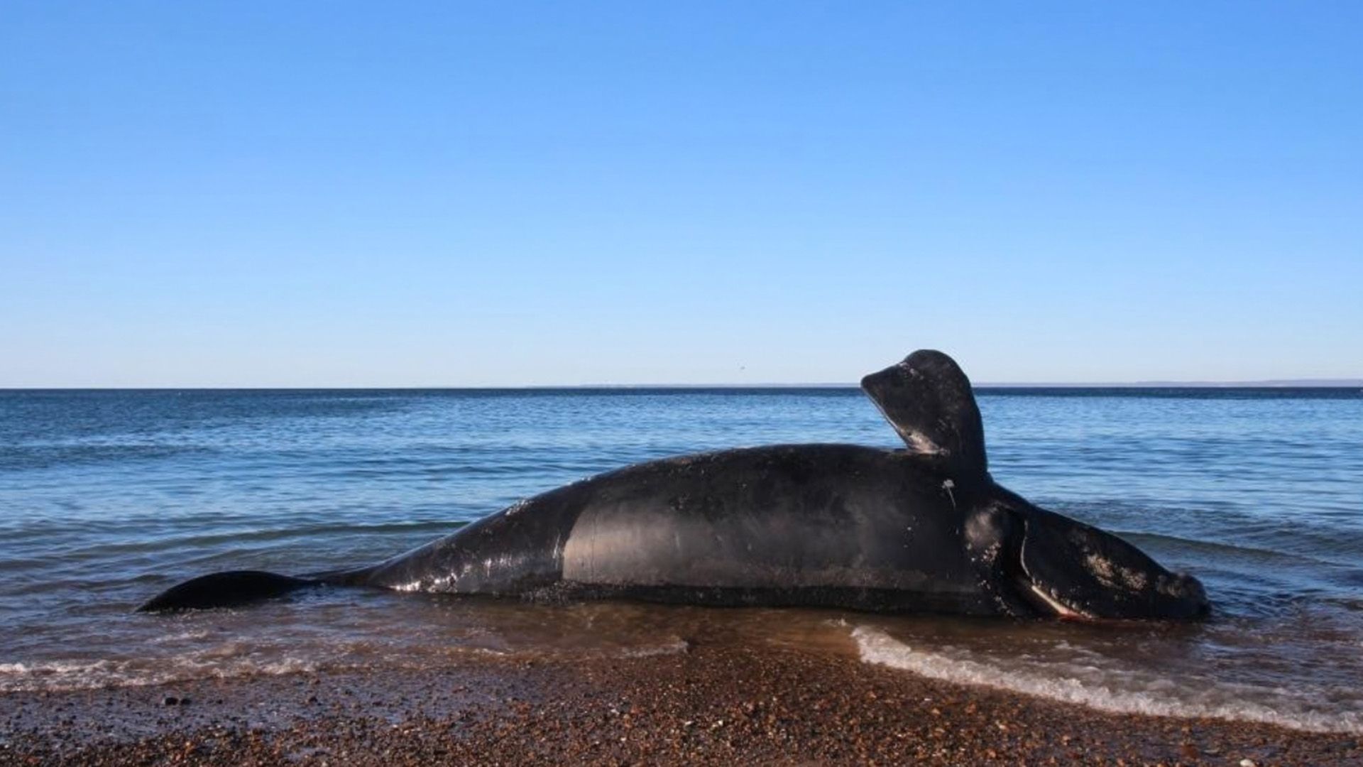 Hundreds of whale calves have mysteriously died in Patagonia — and scientists are racing to find out why Hundreds of whale calves have mysteriously died in Patagonia — and scientists are racing to find out why