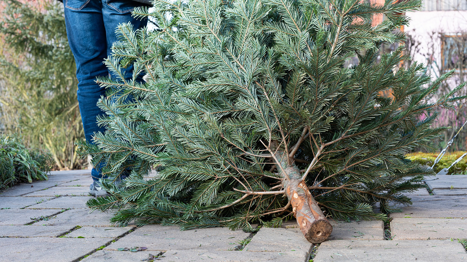 person dragging a used Christmas tree along a footpath