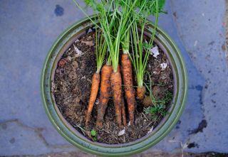 Carrots growing in a pot