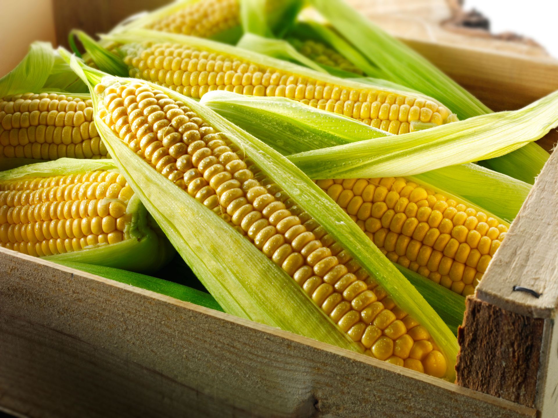 When to harvest corn for the sweetest results Homes & Gardens