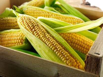 Corn