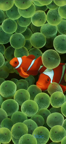 Een GIF die de iOS 16 anemoonvisbehang in de slaapstand laat zien, waarbij de helderheid en kleuren verminderen