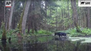 A rare black wolf crosses a stream in Poland 