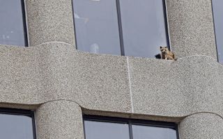 How A Daredevil Raccoon Pulled Off A Terrifying 23 Story