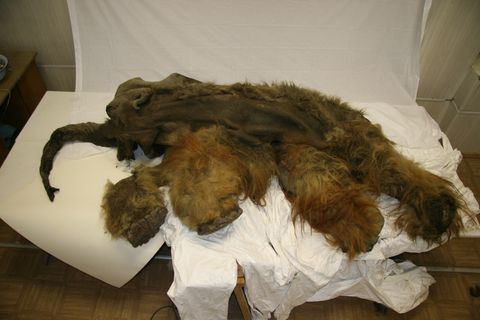 Woolly Mammoth Mummy Yields Well-Preserved Brain | Live Science