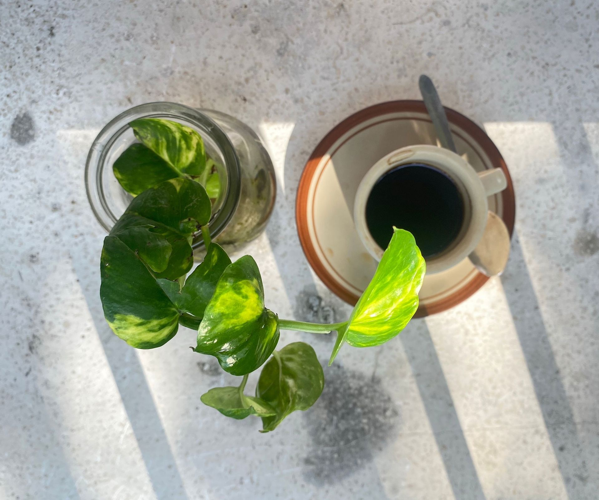 cup of coffee and pothos plant