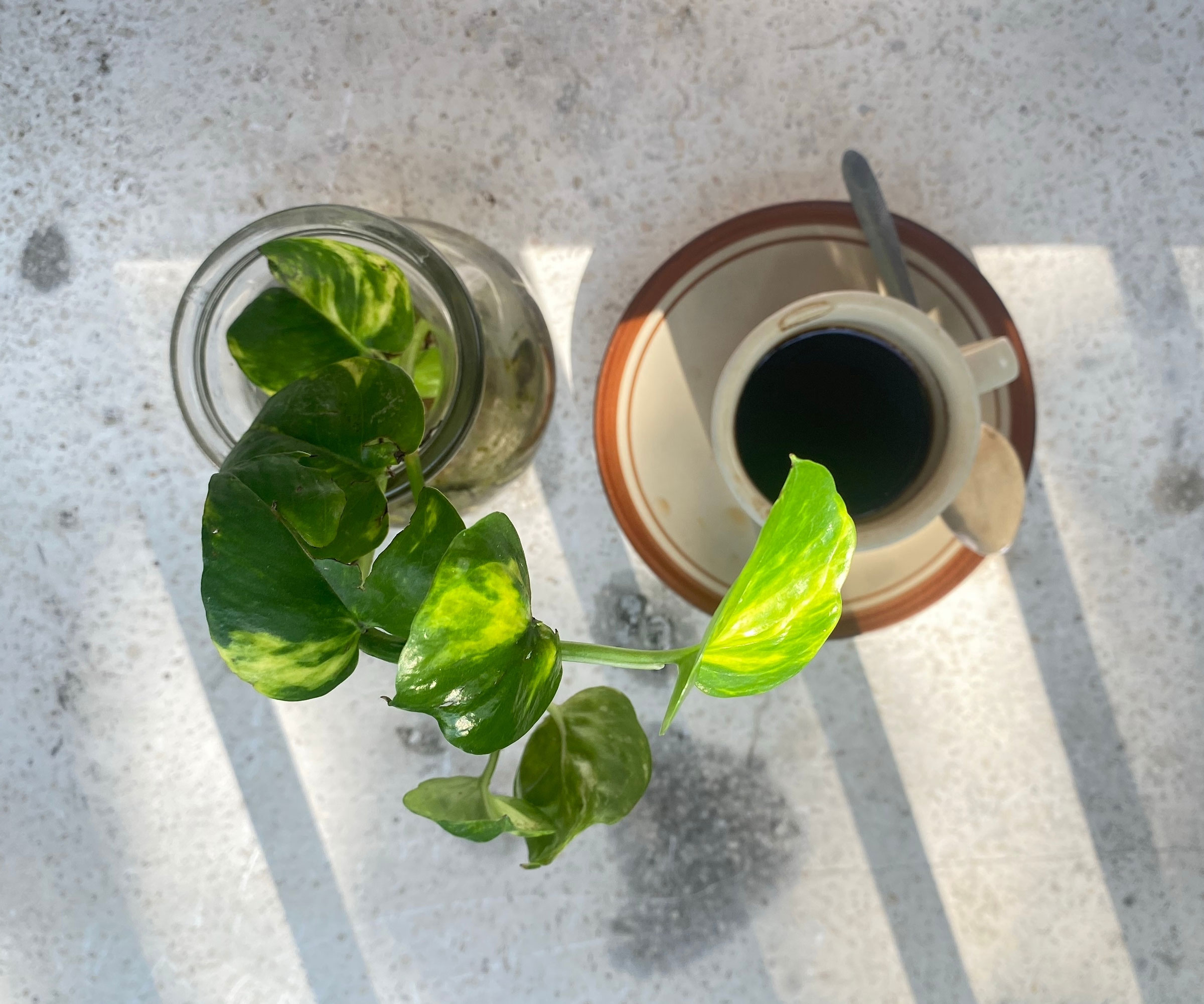 cup of coffee and pothos plant
