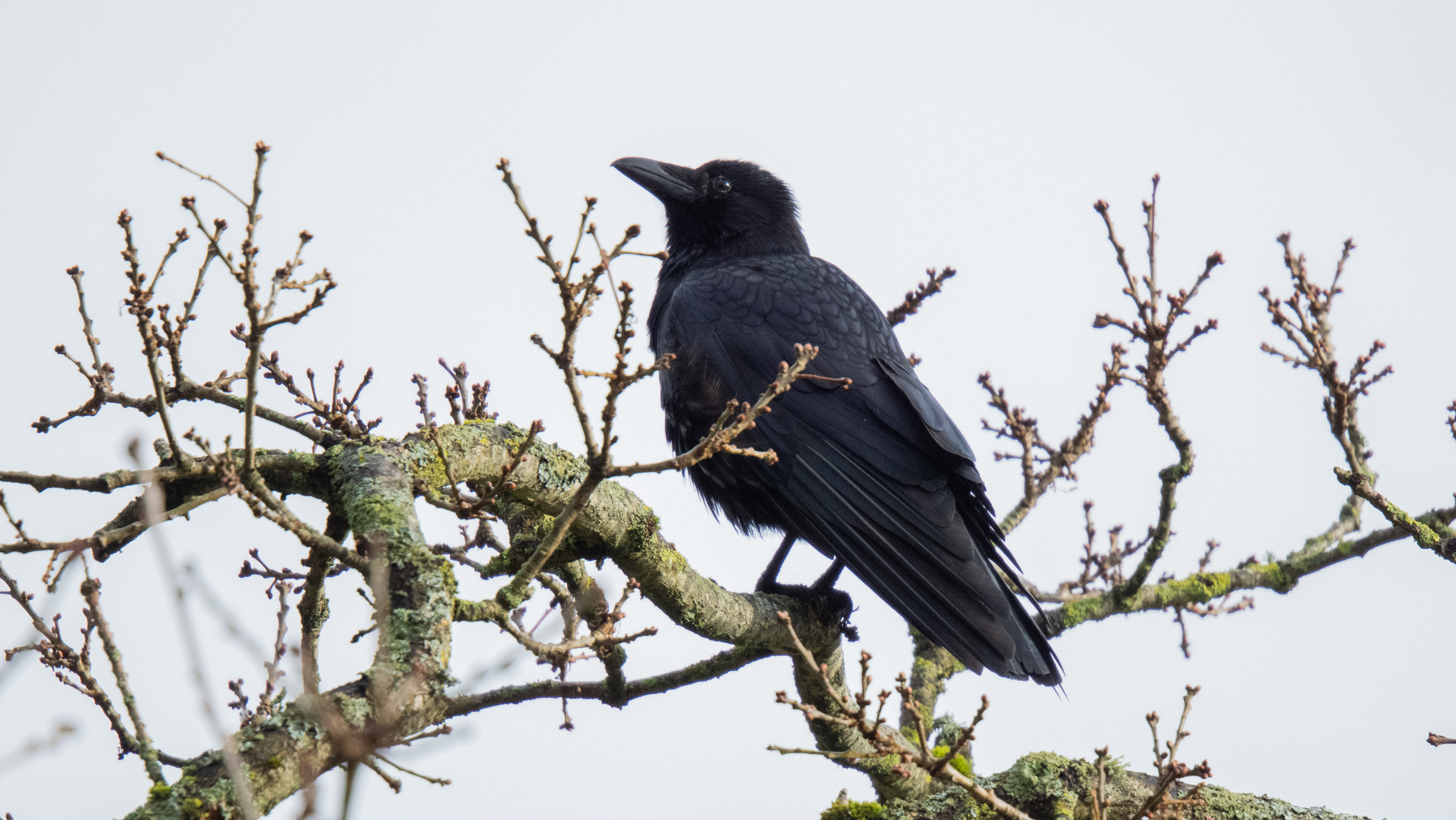 A photo taken on an OM System OM-1 Mark II Micro Four Thirds mirrorless camera