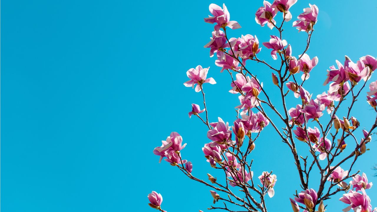 Pink flowering tree